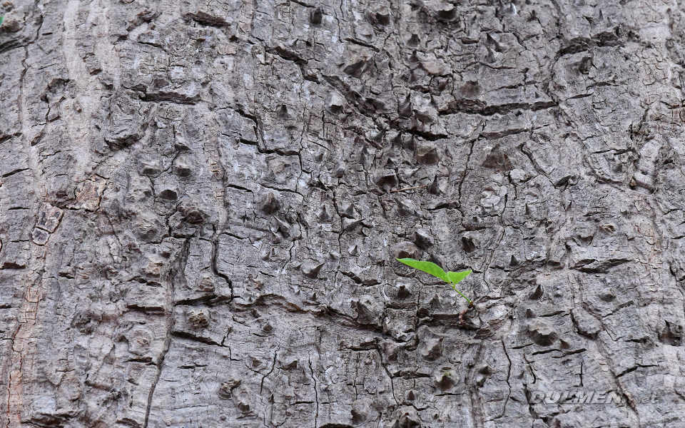 Baobab tree